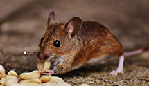24 Hour & Emergency Exterminators in Fern Bch, FL